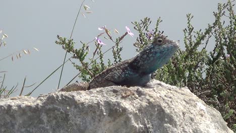 Southern-Rock-Agama-Eidechse,-Die-Oben-Auf-Einem-Felsen-Nickt