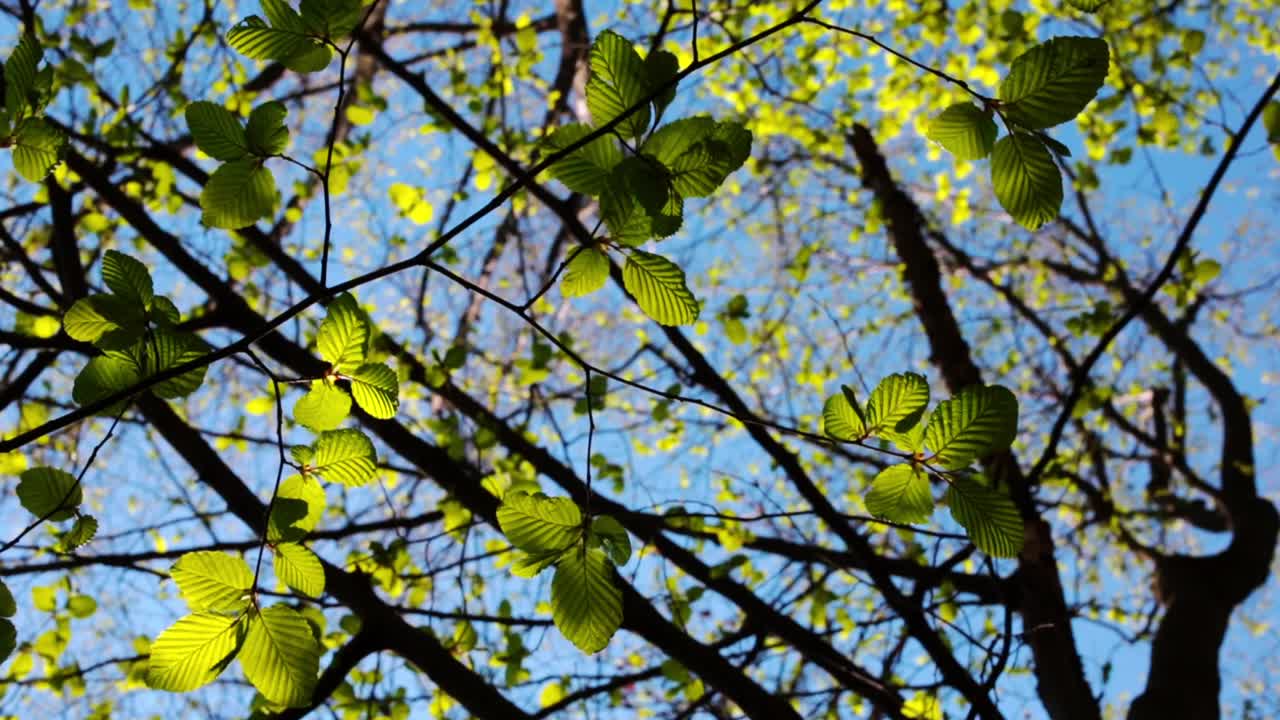 Tree branches with green leaves illuminated by the sun