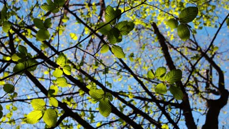tree branches with green leaves illuminated by the sun
