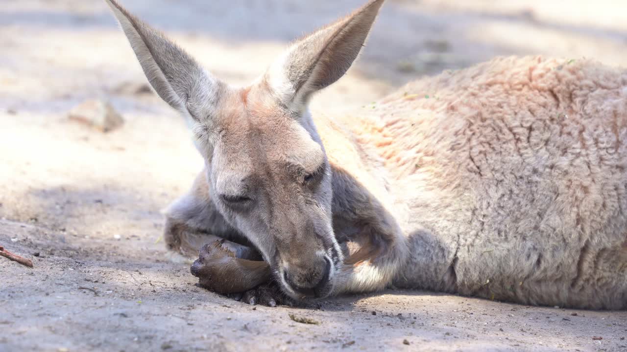 canguro hembra tomando una siesta en el suelo en el santuario de vida silvestre, primer plano capturando especies animales australianas nativas