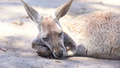 雌袋鼠在野生動物保護區的地面休息,近距離拍攝澳洲本地動物物種