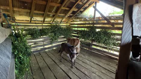 Grey-calf-brown-cow-bull-grazing-vegetable-fresh-feeding-in-mountain-cabin-forest-hut-cottage-wooden-cab-eating-tree-leaves-Hyrcanian-jungle-human-protection-livestock-growing-farmer-rural-life-Iran