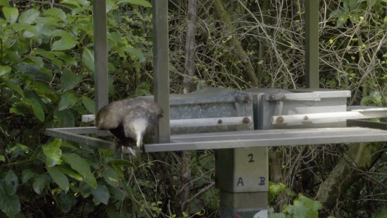 zealandia, wellington, nz의 슬로우 모션으로 급식소에서 이륙하는 카카