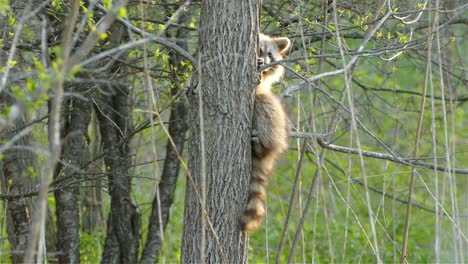 racoon holding onto a tree while looking toward the camera