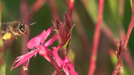 Nahaufnahme-Einer-Biene,-Die-Um-Eine-Blume-Herumschwirrt