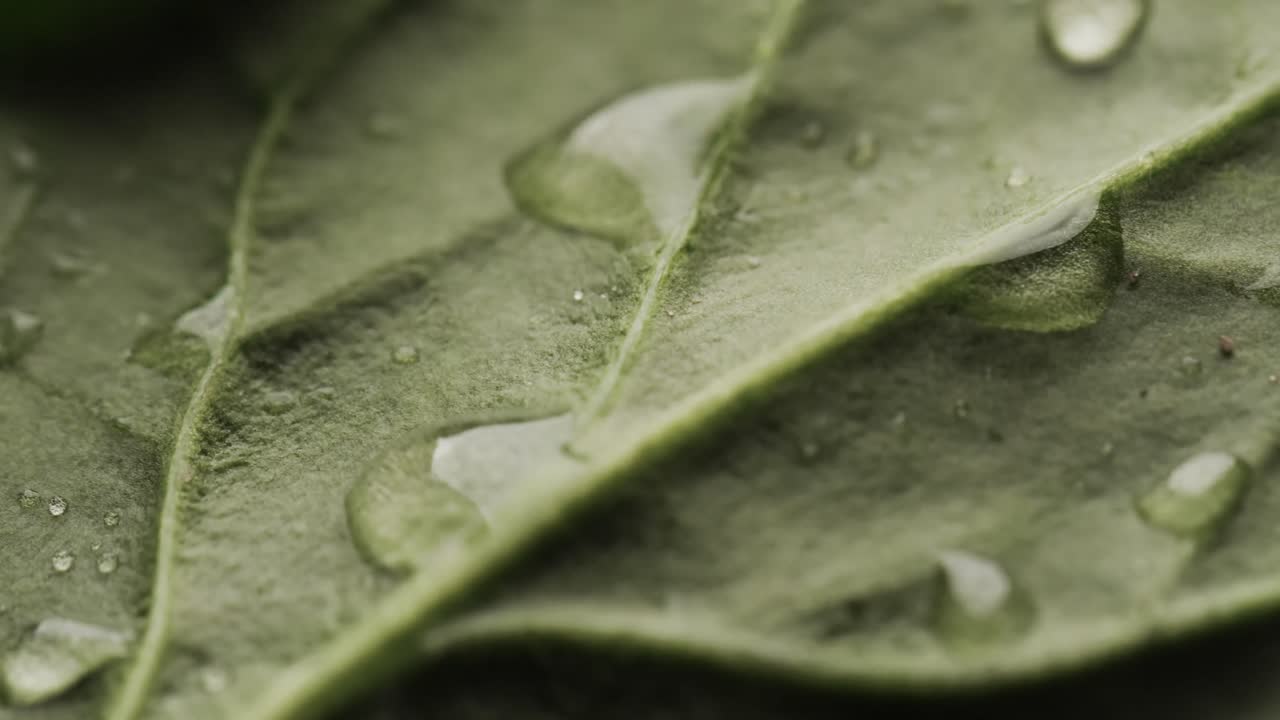 micro vídeo de primer plano de la hoja verde con gotas de agua y espacio de copia