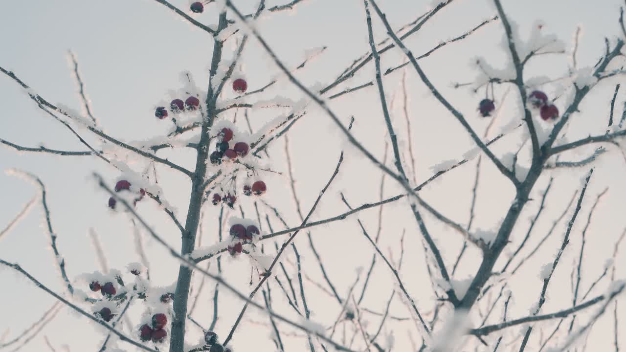 tree with berries and twigs covered with shiny frost in wood