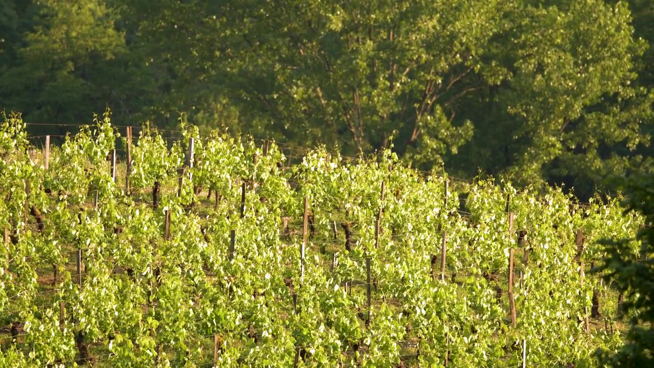Lush green grapevines grow on a rolling vineyard hillside under warm golden sunlight.