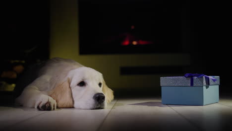 Un-Cachorro-De-Golden-Retriever-Yace-Cerca-De-Un-Regalo-De-Navidad-Frente-A-Una-Chimenea-En-Llamas.