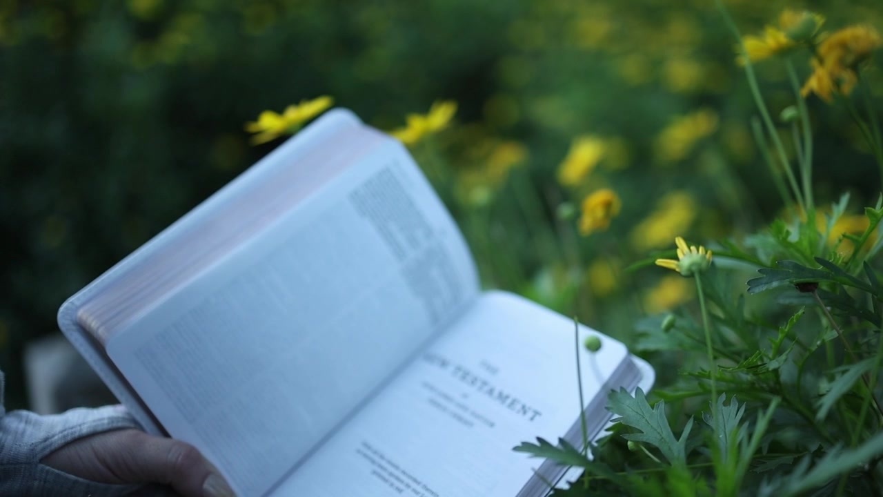 A hand gently holds open a New Testament Bible amid blooming yellow wildflowers, soft natural light casting a tranquil mood. Close-up shot with shallow depth of field outdoors.