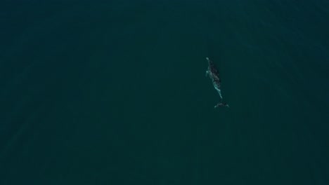 aerial view of bottlenose dolphin spouting water from blowhole, durban