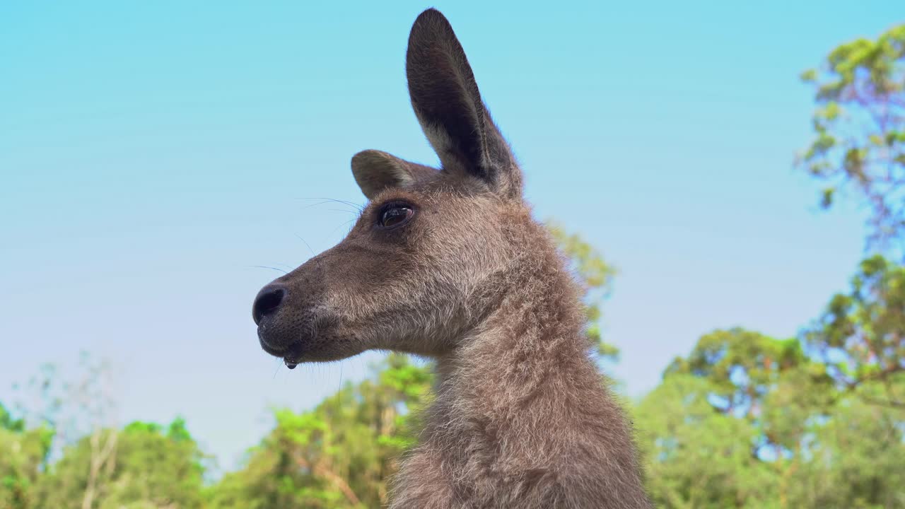 primer plano extremo de un canguro gris oriental, macropus giganteus preguntándose por el entorno circundante, santuario de vida silvestre australiano