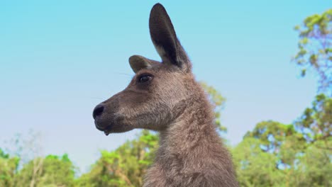 extreme close up head shot of an eastern grey kangaroo, macropus giganteus wondering around the surrounding environment, australian wildlife sanctuary