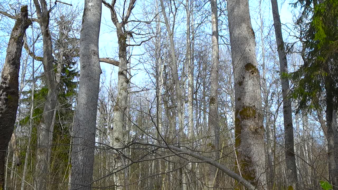 Skyward view of aging bare aspen trees is spring forest. Gnarled branches twist toward the sky. Camera moving from forest floor along tree trunks to top. Leafless treetops against clear bright sky.