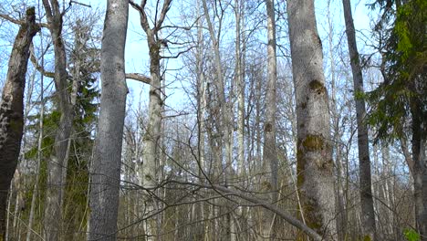 skyward view of aging bare aspen trees is spring forest. gnarled branches twist toward the sky. camera moving from forest floor along tree trunks to top. leafless treetops against clear bright sky.