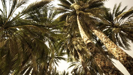 underside of the coconuts tree with clear sky and shiny sun