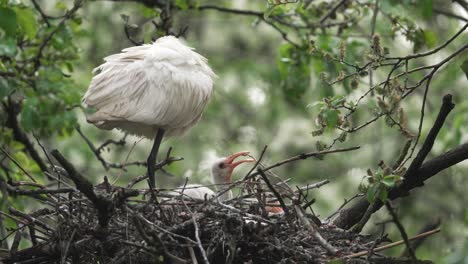 Pollito-De-Espátula-Joven-Jugando-Con-Palo-En-El-Nido-Por-El-Padre-Dormido---Plano-Completo