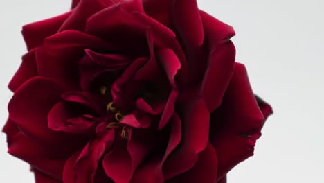 captivating close-up of a lush red rose in bloom showcasing its rich textures and intricate petal layers, perfect for botanical enthusiasts and floral art lovers