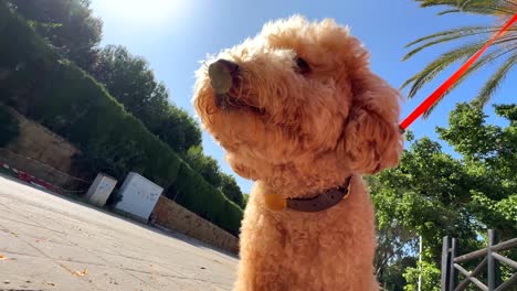 fluffy poodle on a walk