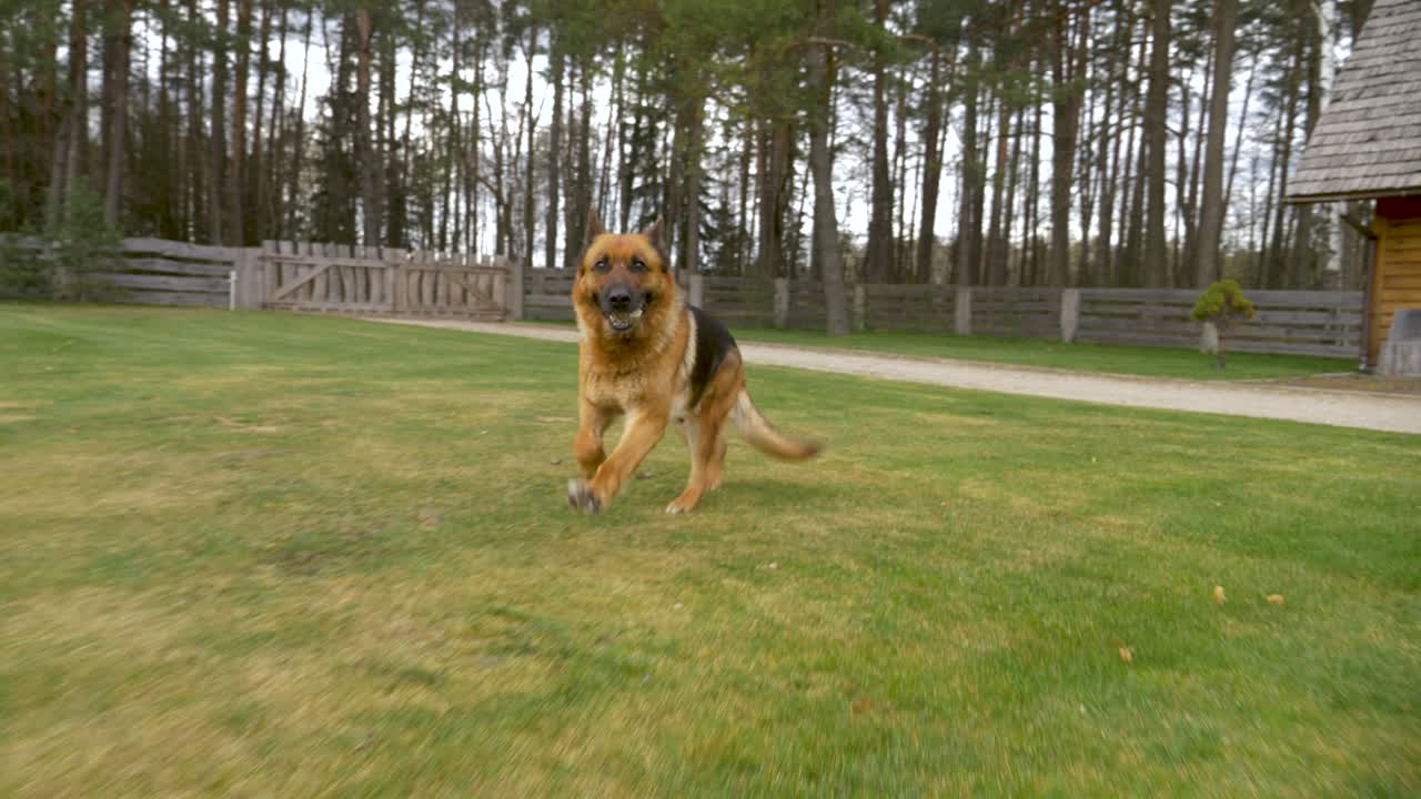 Ripresa in movimento di un pastore tedesco che corre nel cortile