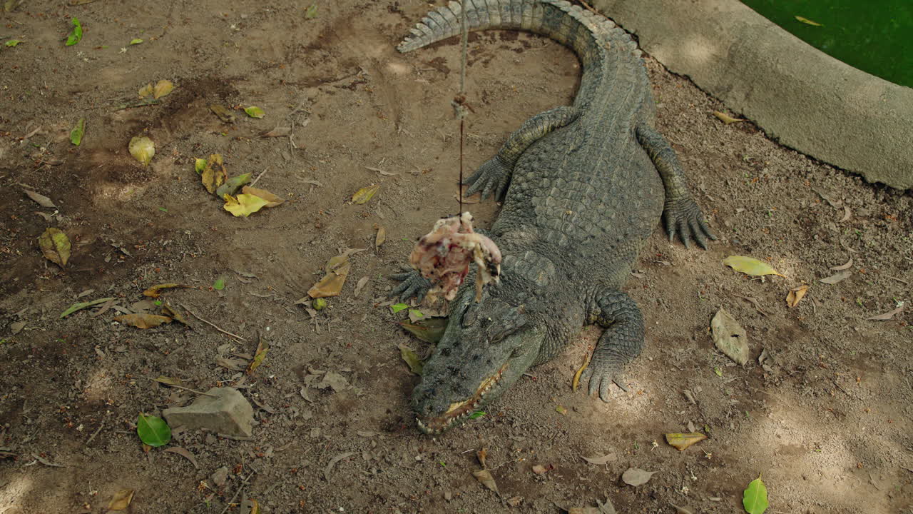 Krokodil som äter kött