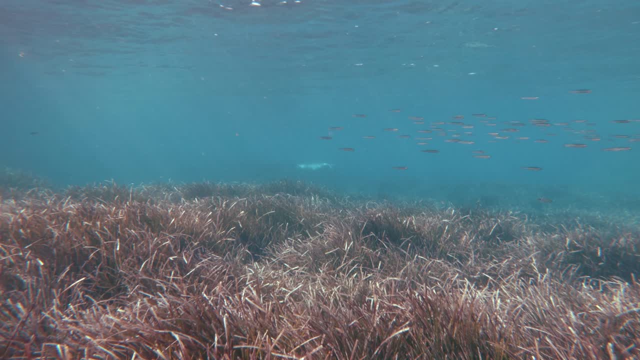 켈프 숲과 스님 바다표범을 배경으로
