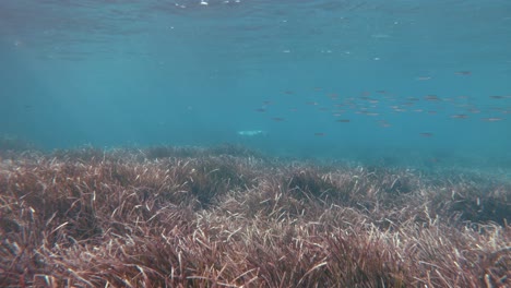 kelp forest and a monk seal in the background