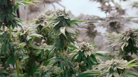 shot of a cannabis plants growing in a grow tent during flowering stage