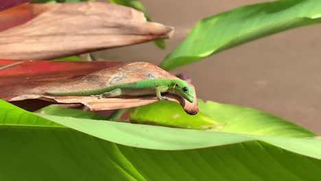 Video-De-Primer-Plano-De-Un-Gecko-Verde-Brillante-Sentado-En-Una-Hoja-Tropical-En-Hawaii
