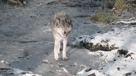 Alerta-Canis-Lupus-Caminando-Sobre-Un-Paisaje-Nevado---Cámara-Lenta