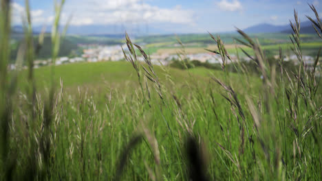 grass fields on sunny summertime at the countryside of slovakia. selective focus shot