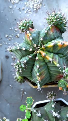 colorful cacti arranged in a greenhouse setting