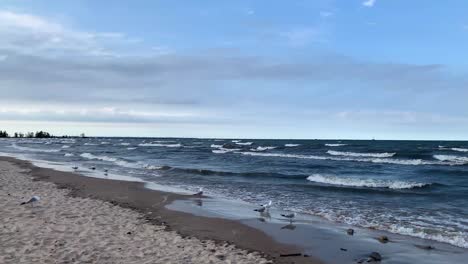 Sea-birds-Seagulls-on-the-shore-of-ocean-sea