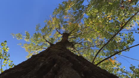 mirando hacia la corona del árbol con hojas verdes y ramas vistas desde la corteza del tronco