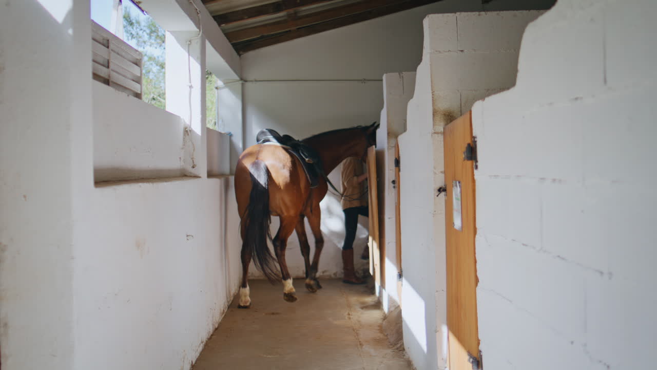 Equestrienne girl strolling horse in stable back view. Woman carrying bridle