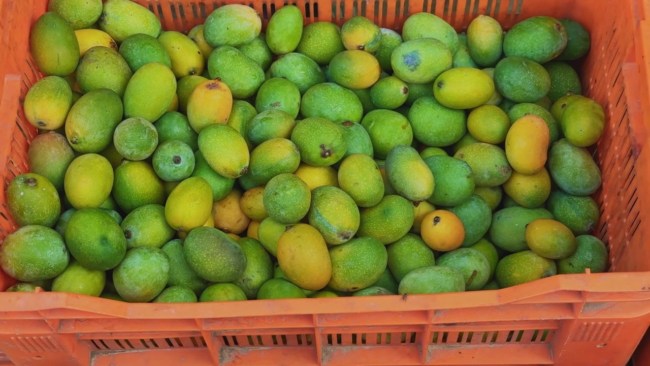Vista dall'alto di una cassa da raccolta piena di mango freschi, crudi e in maturazione, che mostra diversi stadi di maturazione, variazioni naturali di colore e abbondante prodotto agricolo tropicale.