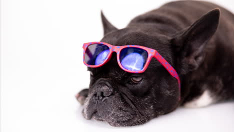 pet french bulldog with sunglasses