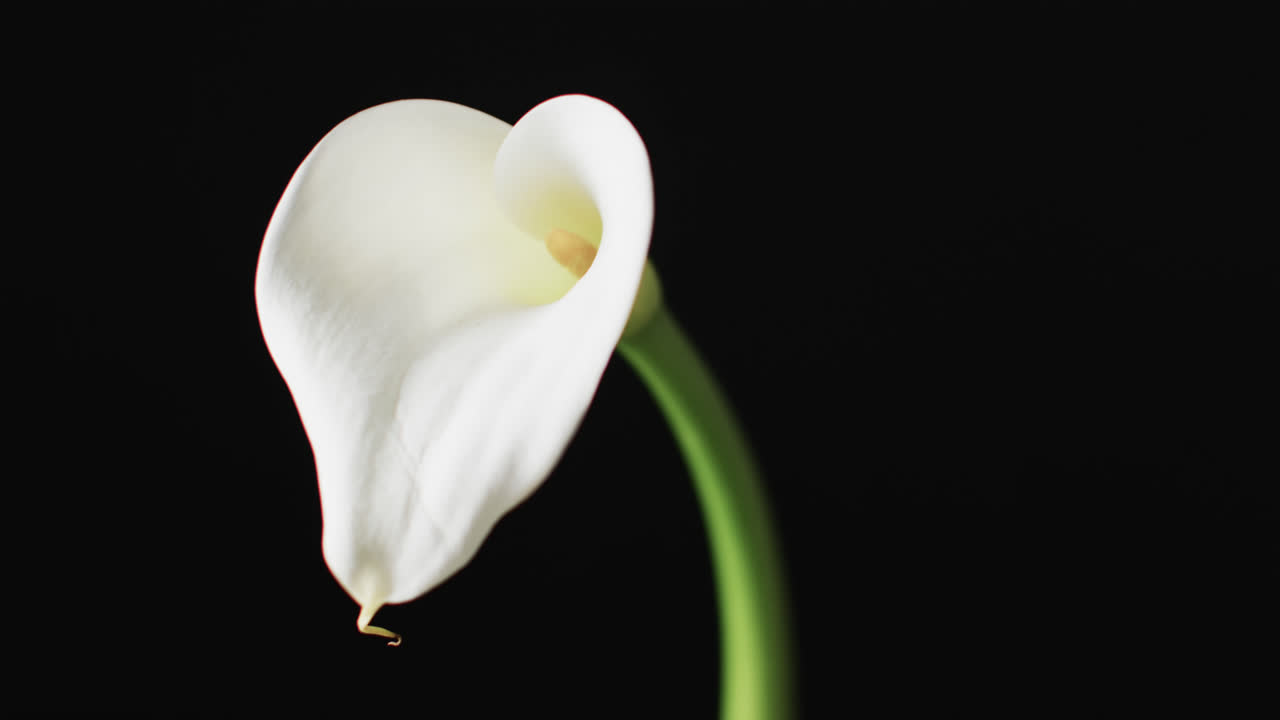 video de la flor de kalia blanca con espacio de copia en fondo negro