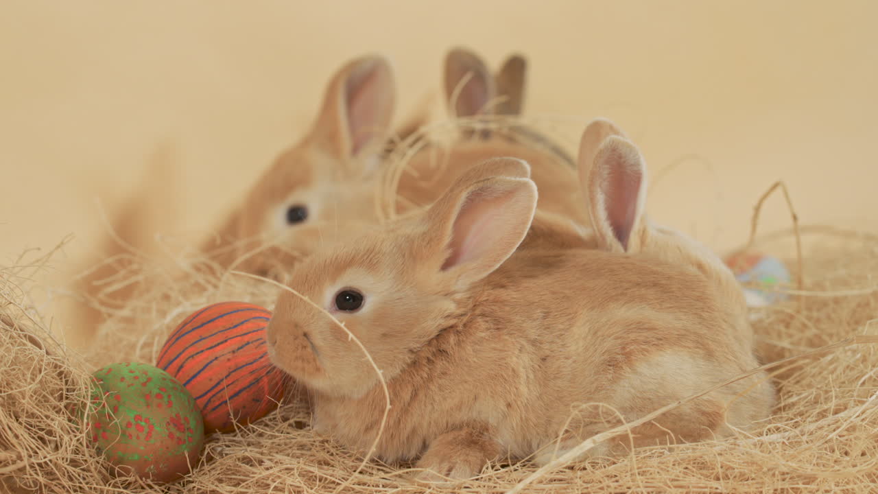 nido de pascua con coloridos huevos hechos a mano y conejos de jengibre esponjosos - tiro medio a nivel de los ojos
