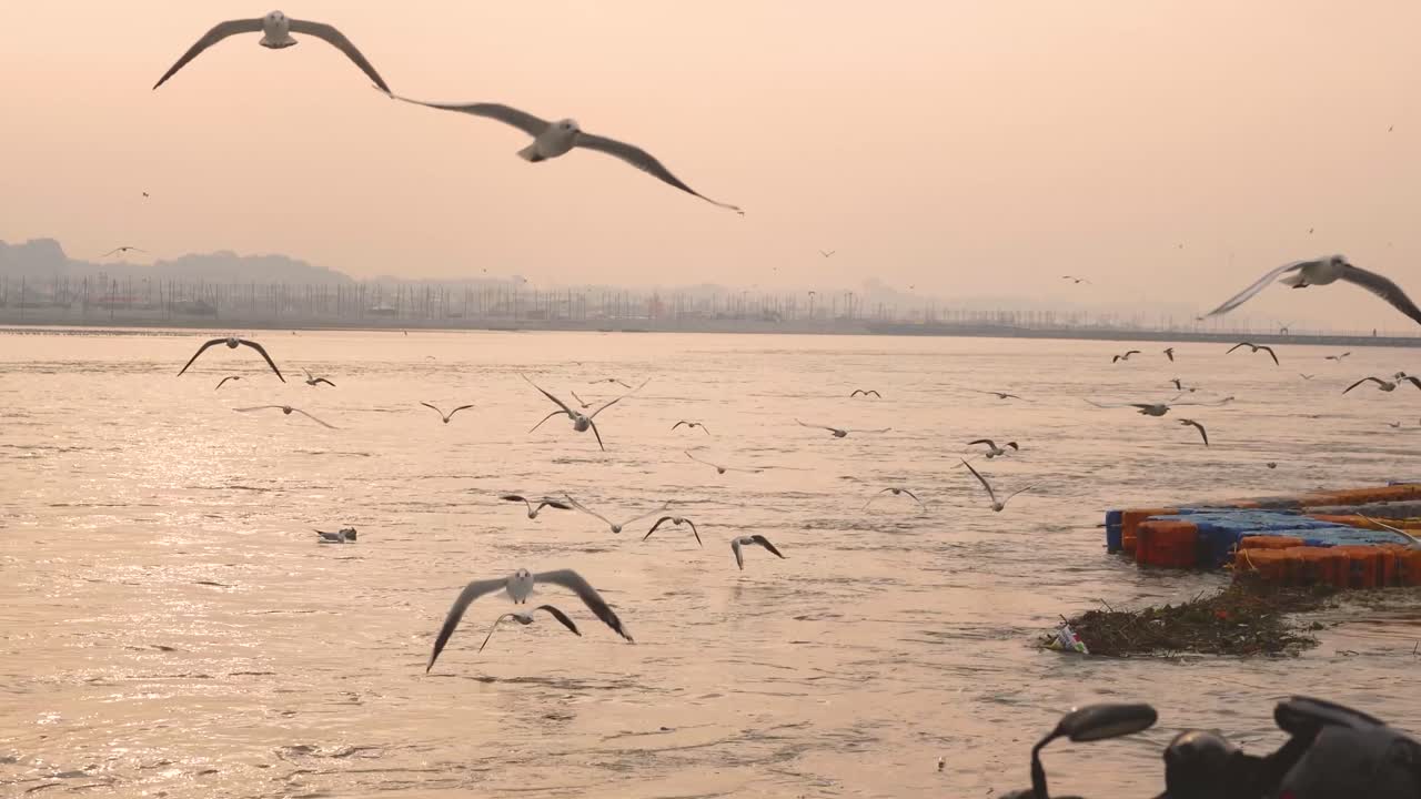 gaviotas de pico delgado o chroicocephalus genei volando en el río ganga o ganges en prayagraj o allahabad en uttar pradesh india
