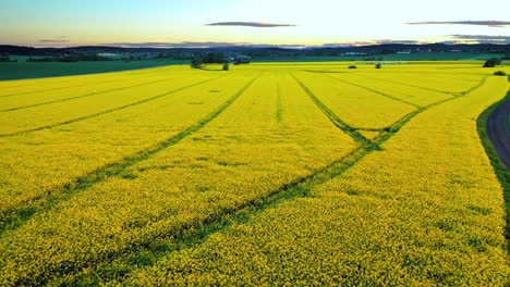 aerial over a ripe yellow field of rapeseed at dusk in norway