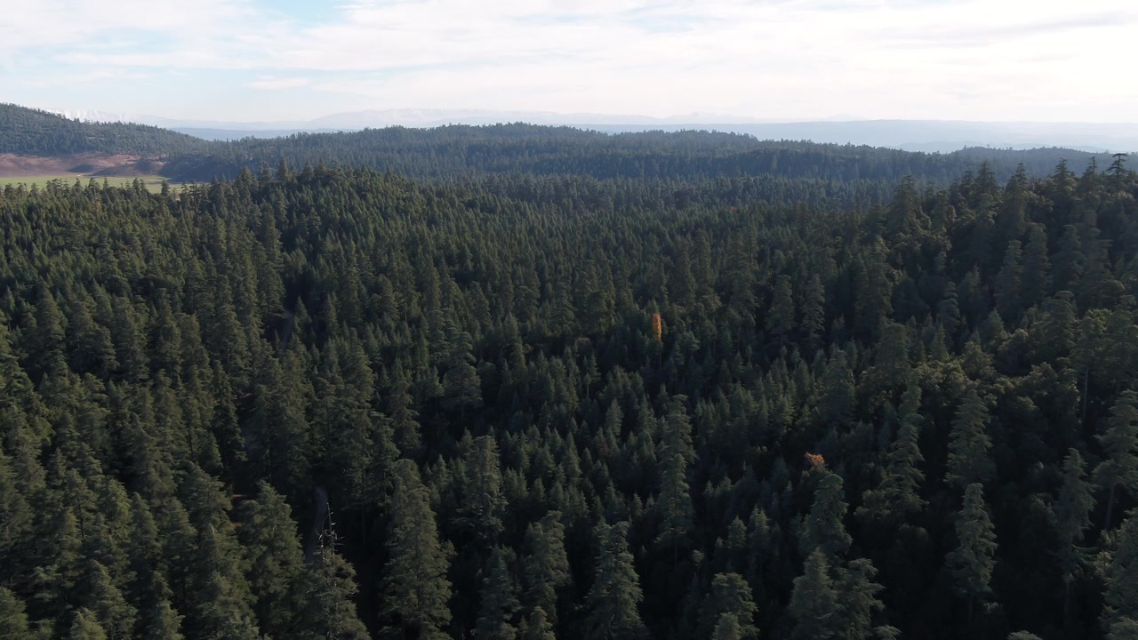 Ampio panorama aereo con drone di una fitta foresta di cedri che si estende attraverso il Medio Atlante, Marocco, ideale per progetti di viaggio, natura e aree selvagge.