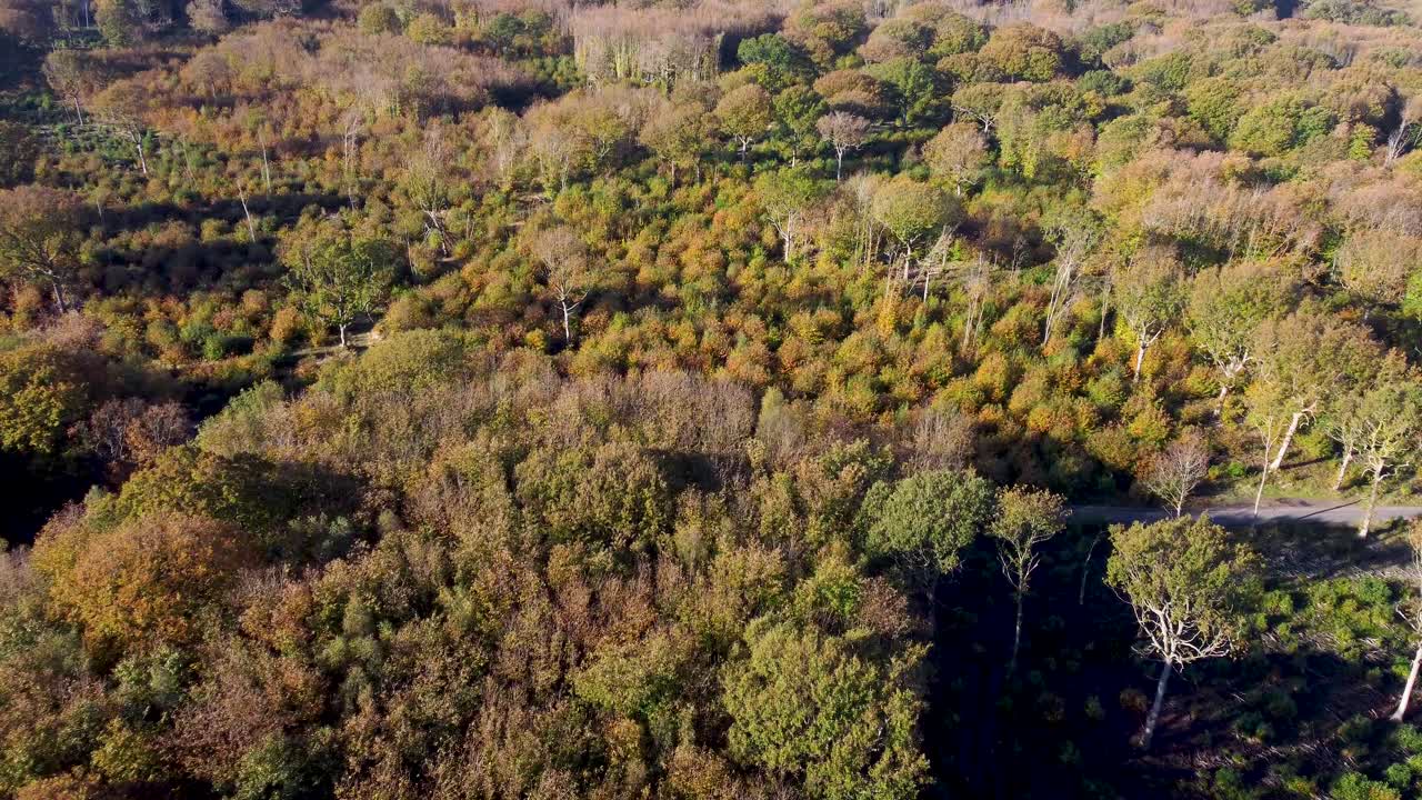 Alberi e arbusti dai colori autunnali in 4K con drone in avanzamento dolly
