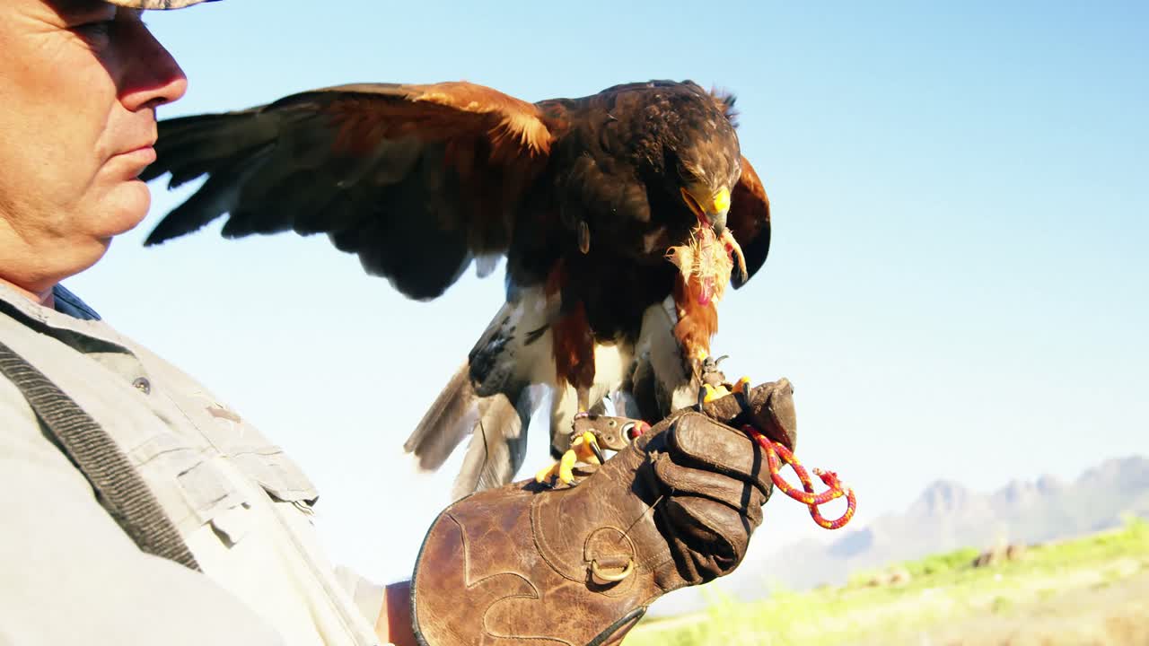 hombre alimentando águila halcón en su mano