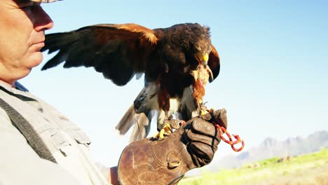 man feeding falcon eagle on his hand