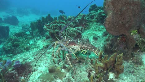 Langosta-Espinosa-Del-Caribe-De-Cerca-Caminando-Sobre-Arrecifes-De-Coral-Tropicales