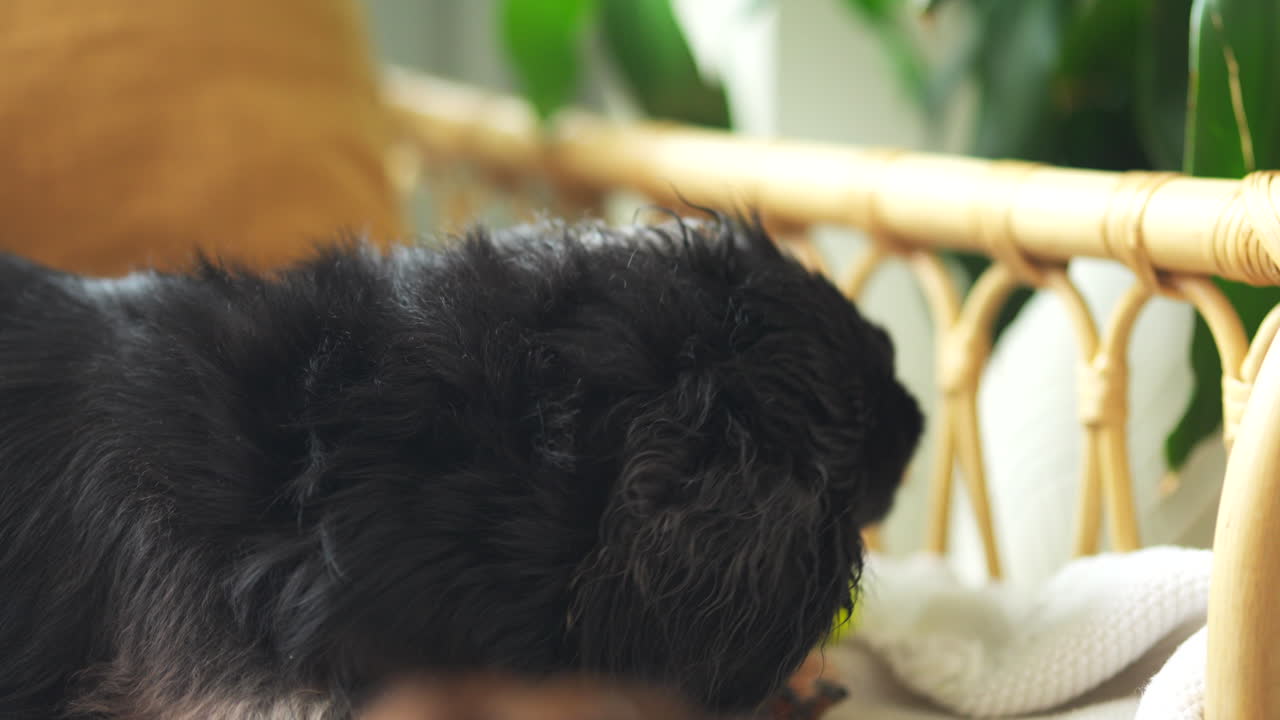 개 침대 에서 노란색 테니스 공 을 가지고 놀고 있는 다치후드 소시지 개