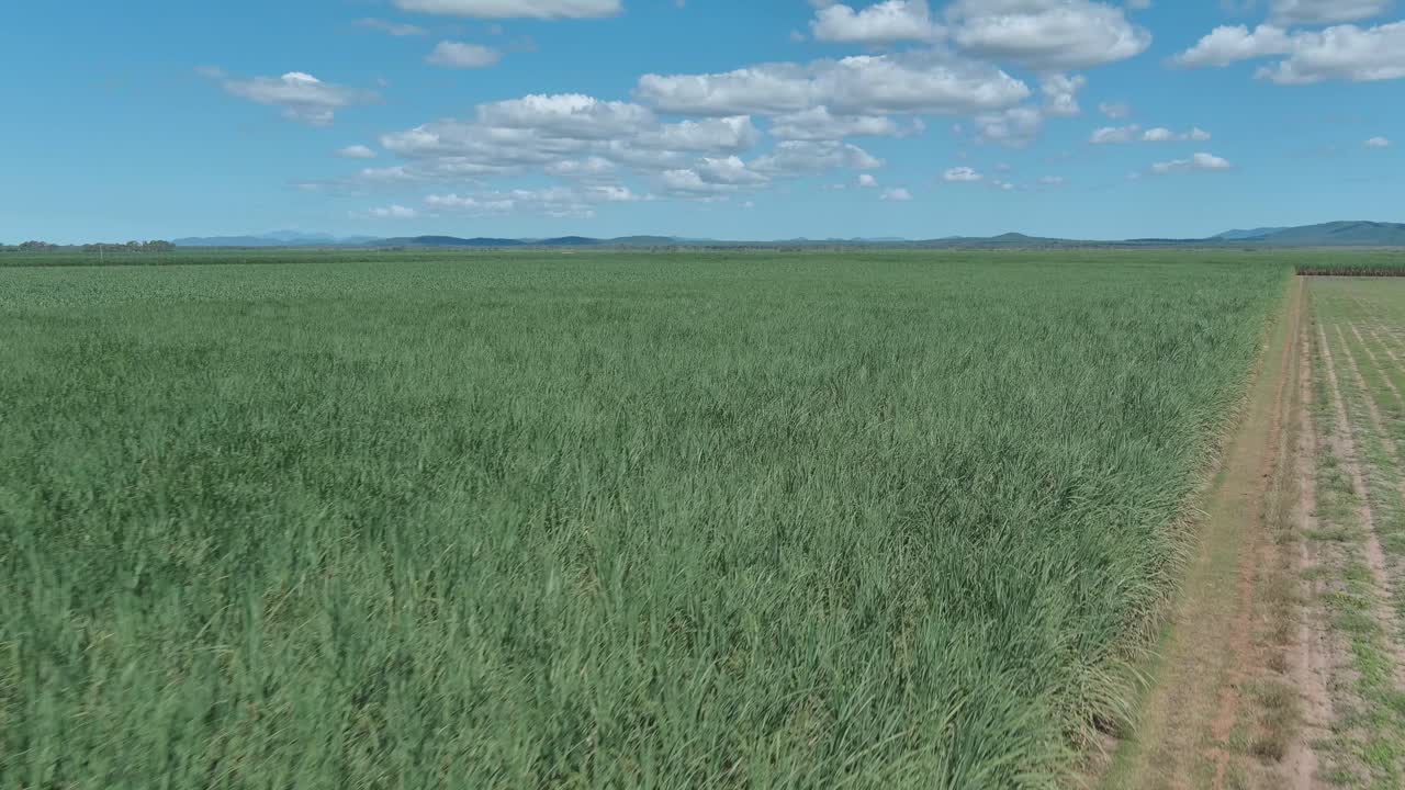 Vista aerea, che si muove lungo una piantagione di canna da zucchero con tracce di raccolta e canna da zucchero a perdita d'occhio in una giornata di sole