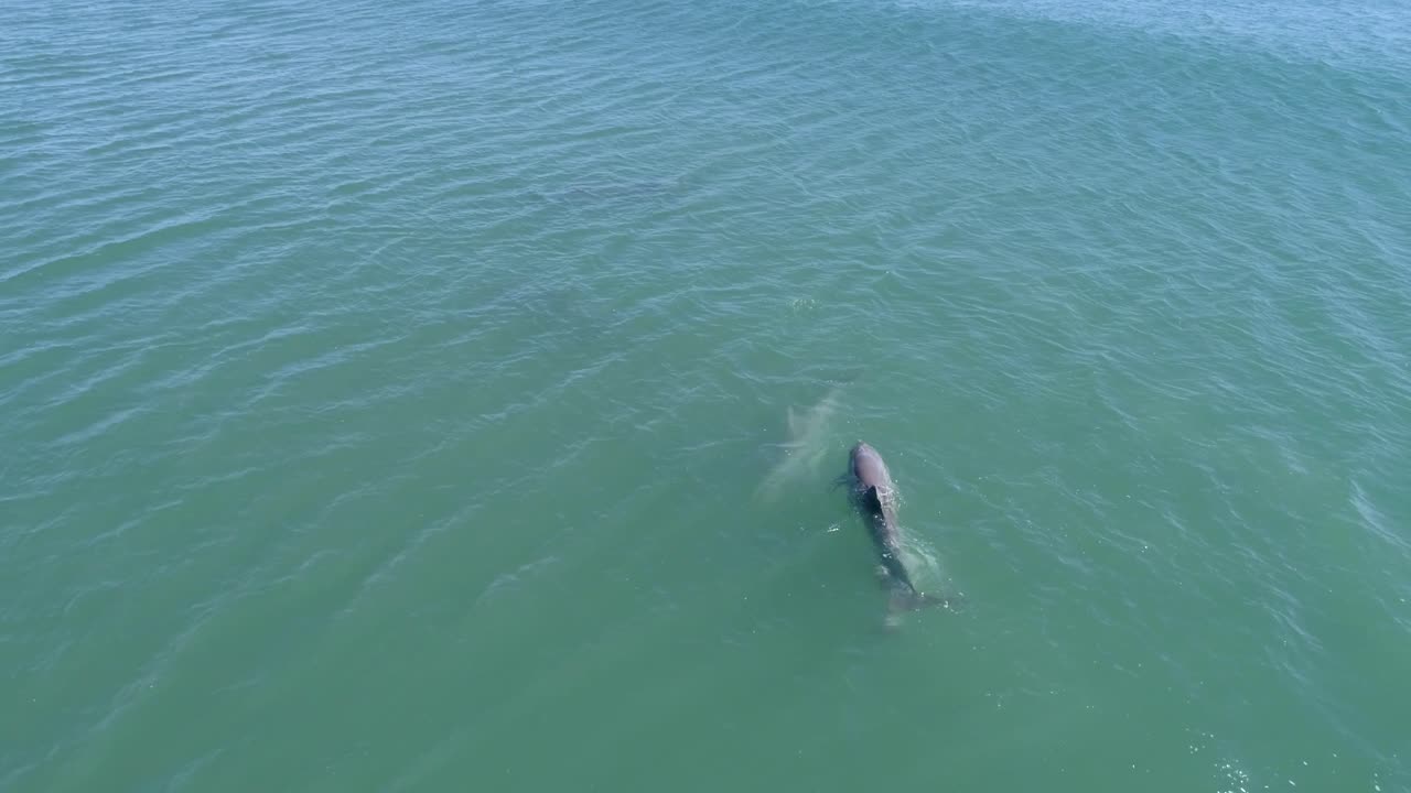노스캐롤라이나 해안에서 놀고 있는 장난기 많은 병코 돌고래, 조감도