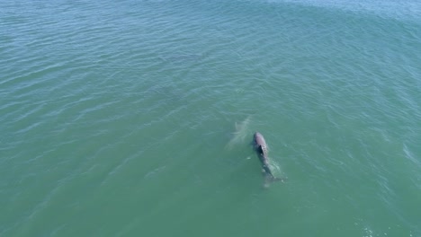 playful bottlenose dolphins hanging out off north carolina coast, aerial view